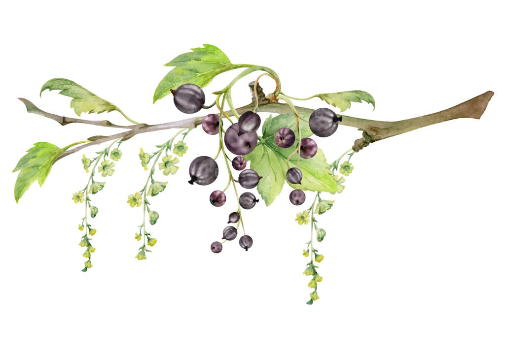 انگور فرنگی و برگ‌های سبز، خوشه‌های بلند گل‌ها با دست طراحی شده با آبرنگ، میوه‌های باغی آویخته بر شاخه‌ها. تصویر جداگانه برای لوازم آرایشی طبیعی، شمع‌های معطر، برچسب‌های غذایی مربا