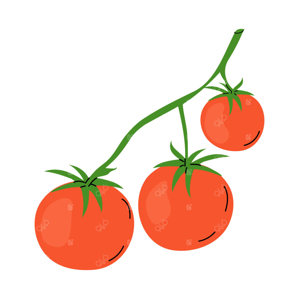 گوجه‌فرنگی‌های رسیده در زیر نور آفتاب در باغچه در حال رشد