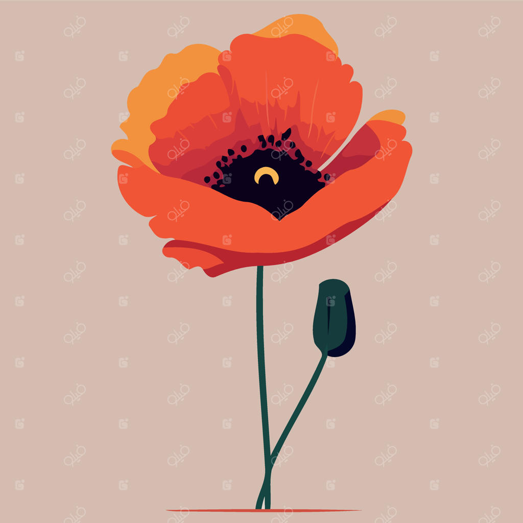 یک گل شقایق سرخ