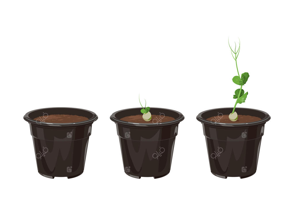 سبز شدن جوانه‌های نخود در گلدان