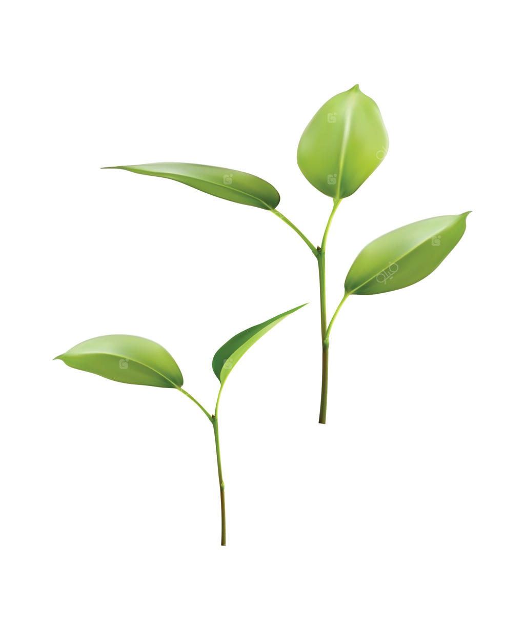 رشد برگ سبز. تصویرسازی