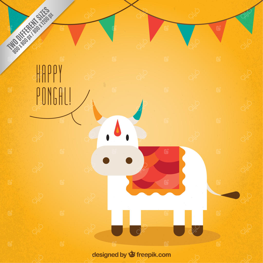 پس‌زمینه گاو بامزه برای پونگال