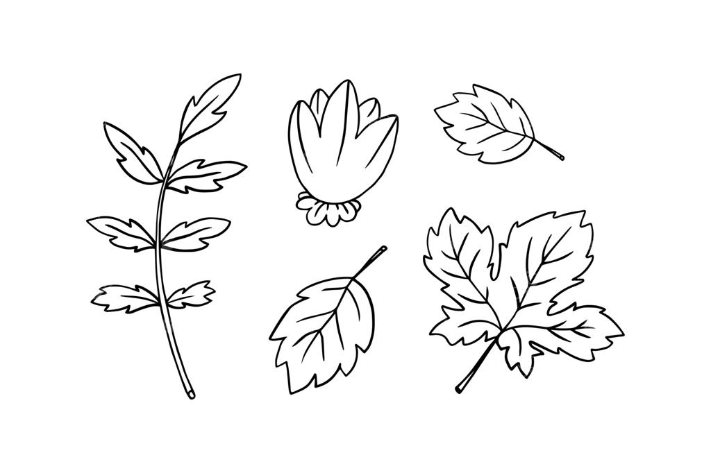 مجموعه‌ای از گل‌ها و برگ‌های دست‌کشیده. طرح گرافیکی.