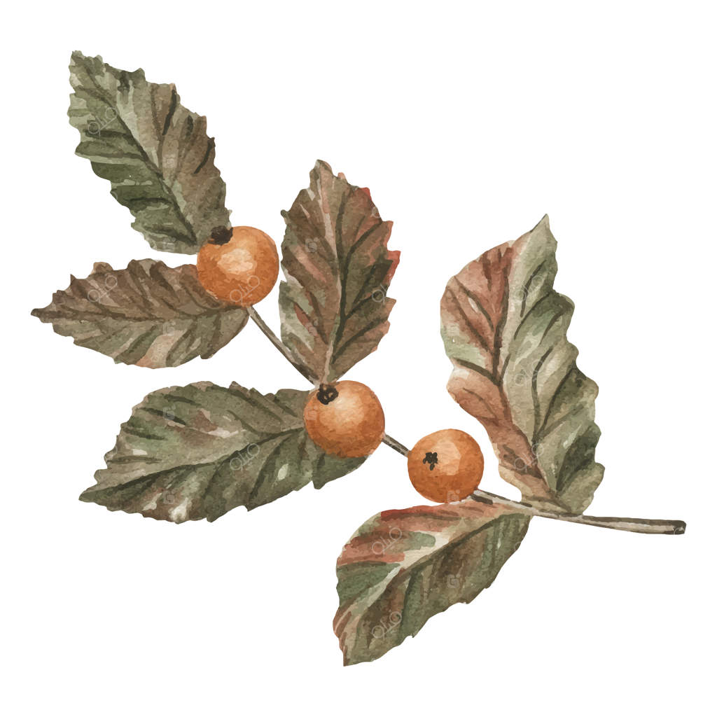تصویر آبرنگی شاخه‌ با توت‌ها