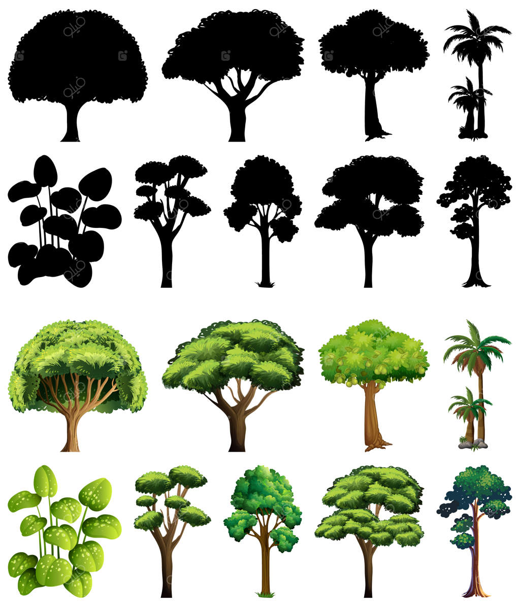 مجموعه‌ای از گیاهان و درختان به همراه سایه آن‌ها