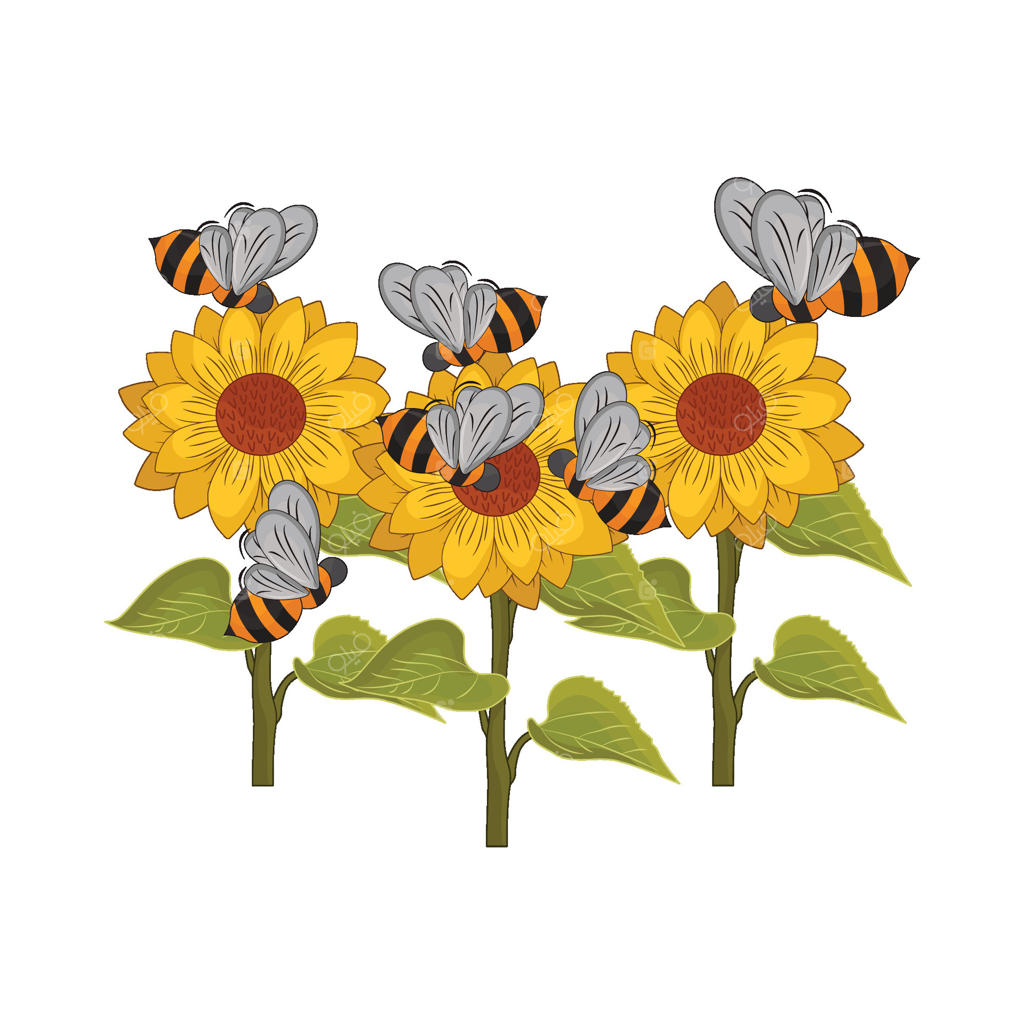 تصویری از باغ آفتابگردان