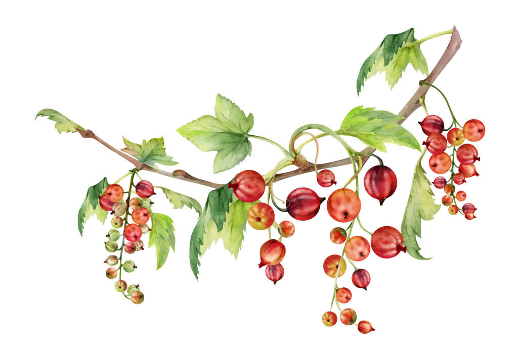 انگور فرنگی: نقاشی آبرنگی از بوته و میوه‌های خوشه‌ای همراه با برگ‌های سبز برای لوازم آرایشی ارگانیک، شمع‌های معطر و برچسب‌های مربای طبیعی