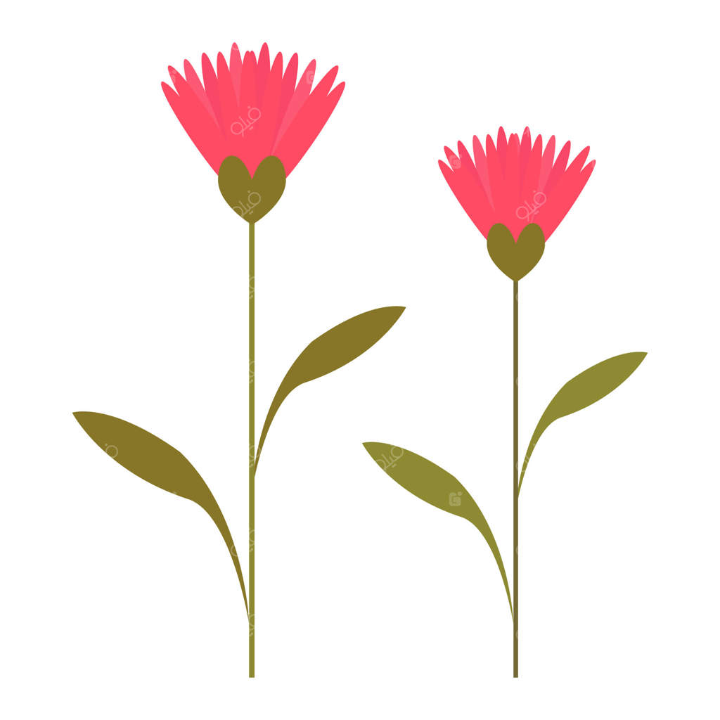 تصویرسازی از دو گل مینای صورتی با ساقه‌های سبز، ایده‌آل برای طراحی‌های بهاری و باغچه‌ای.