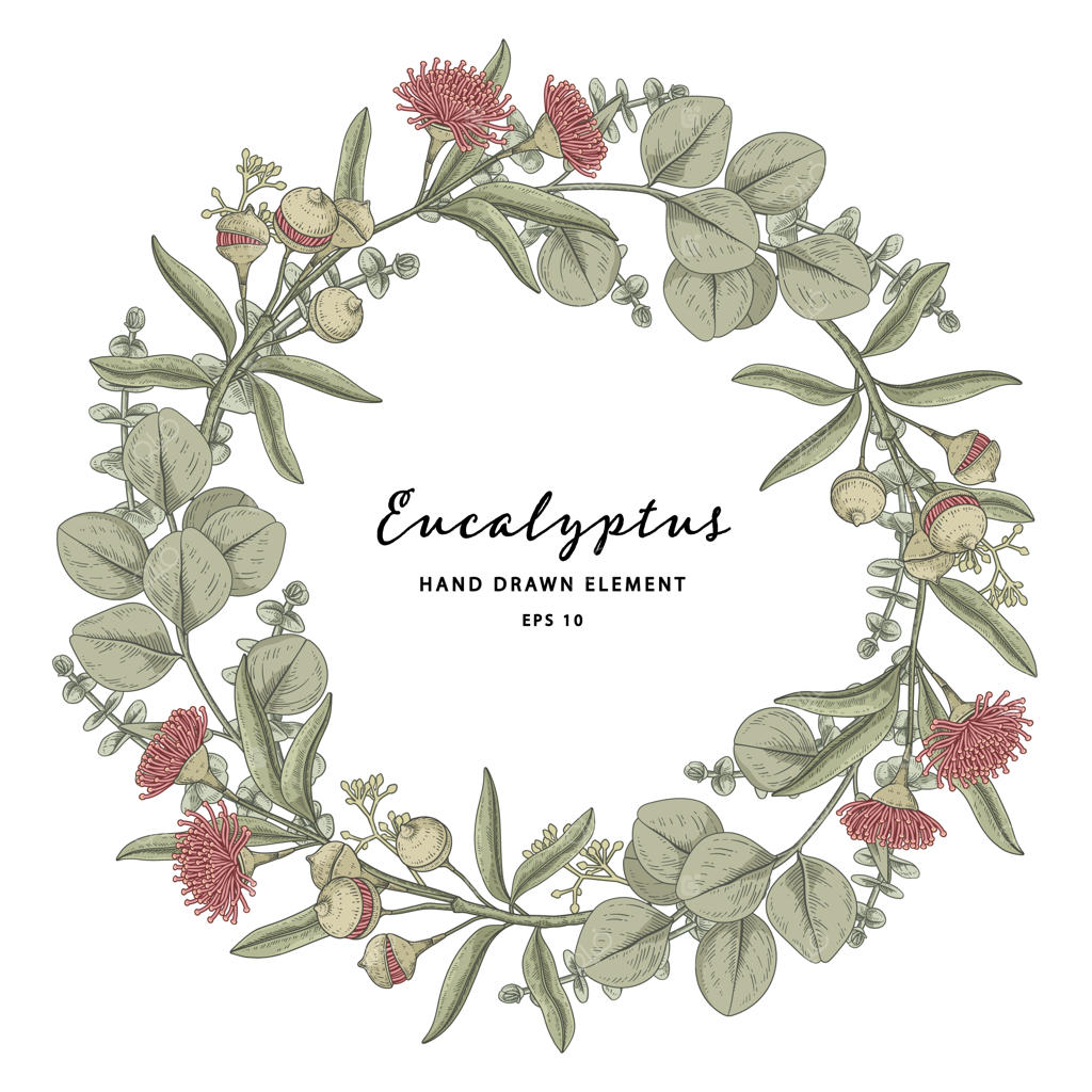 تصویر دست‌کشیده حلقه تاج از گیاه اکالیپتوس