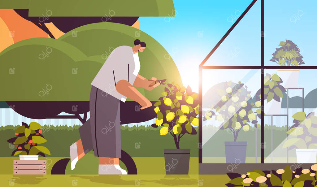 باغبان زن در حال مراقبت از گیاه لیمو در گلدان در گلخانه حیاط یا باغ خانگی