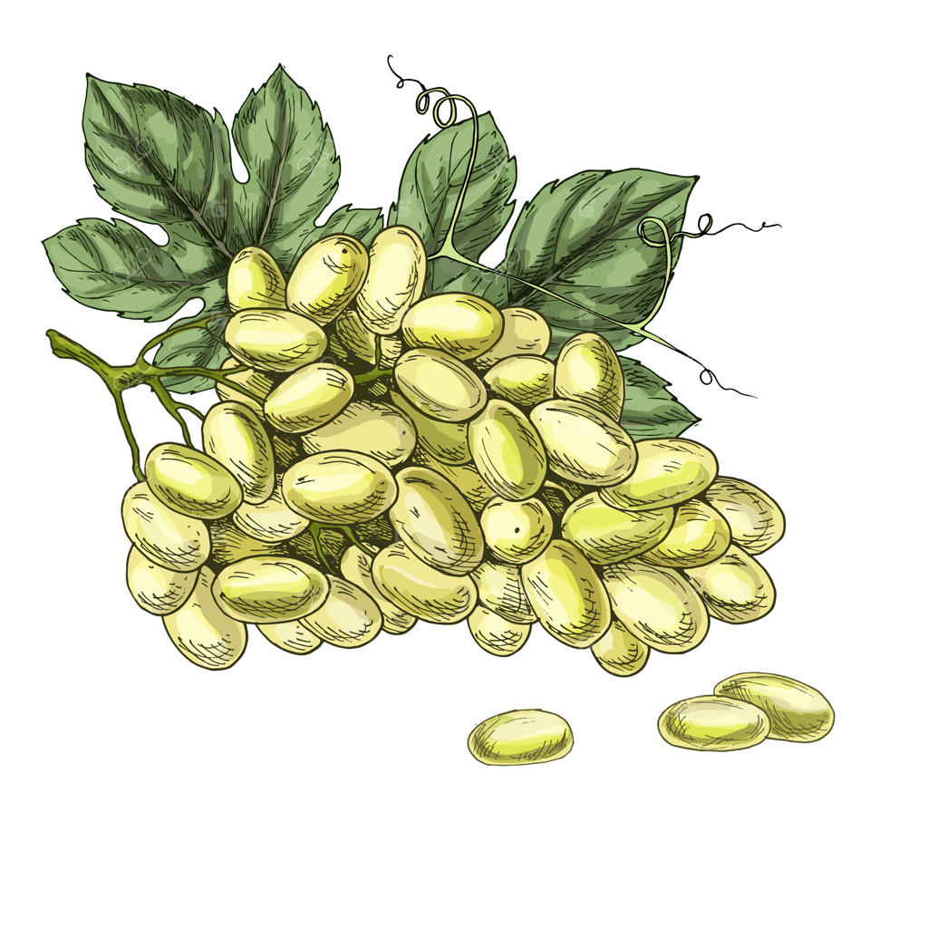 تصویرسازی واقعی انگور