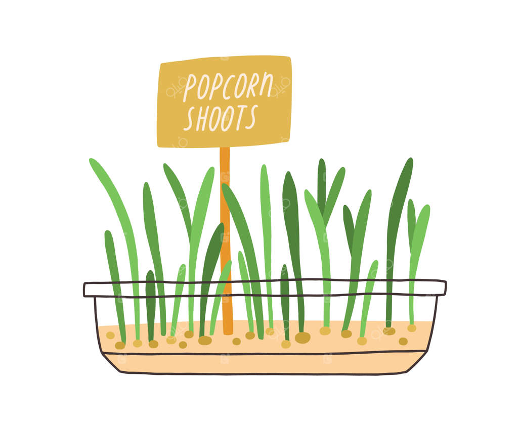 جوانه‌های تازه پاپ‌کورن در گلدان. میکروگرین‌ها با نشانگر زیستی در ظرف. میکروگرین‌ها با برچسب گیاهی. جوانه‌های سبز و نهال‌ها در کاشت‌کننده. تصویر برداری تخت و جدا شده بر روی پس‌زمینه سفید.