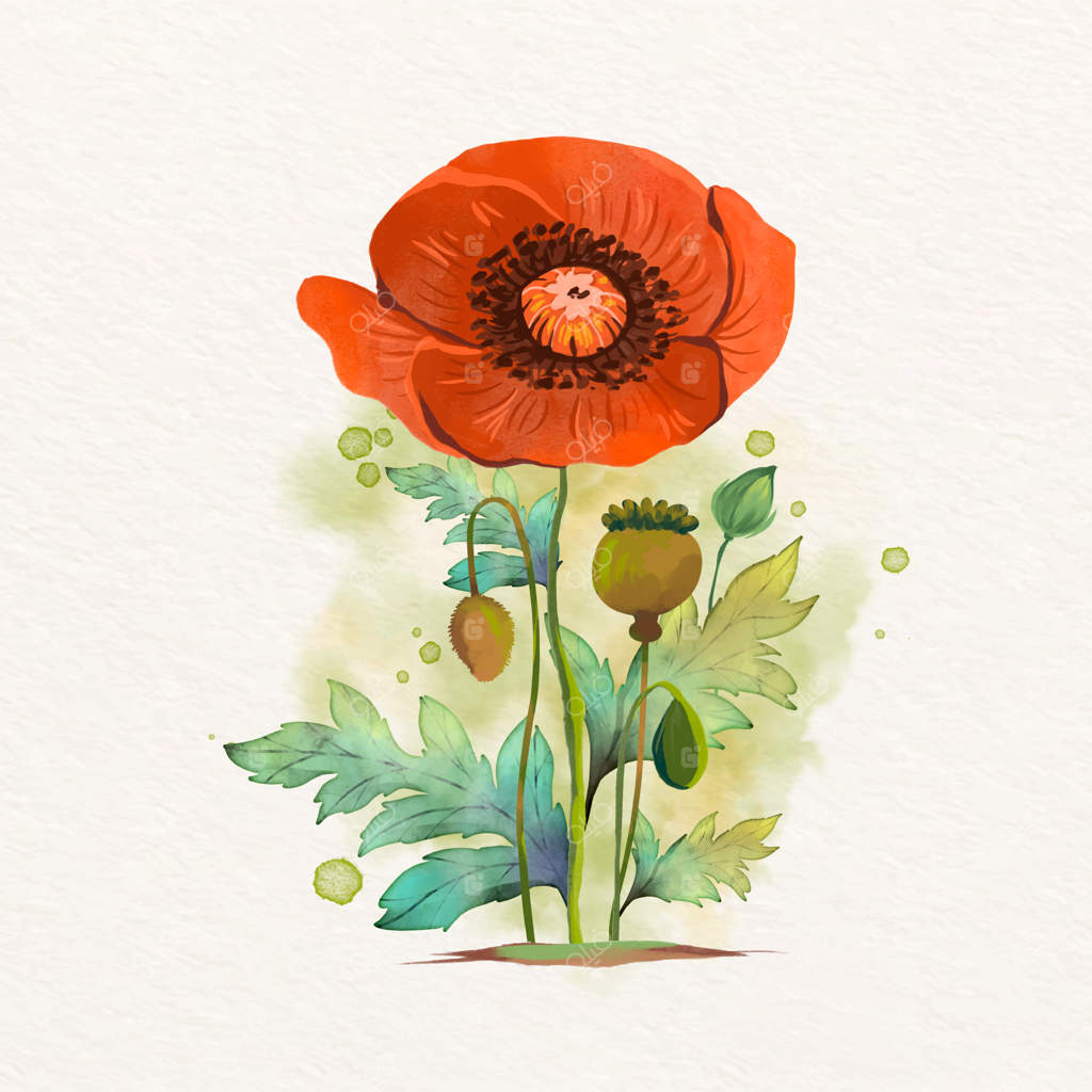 تصویرسازی گل شقایق با آبرنگ