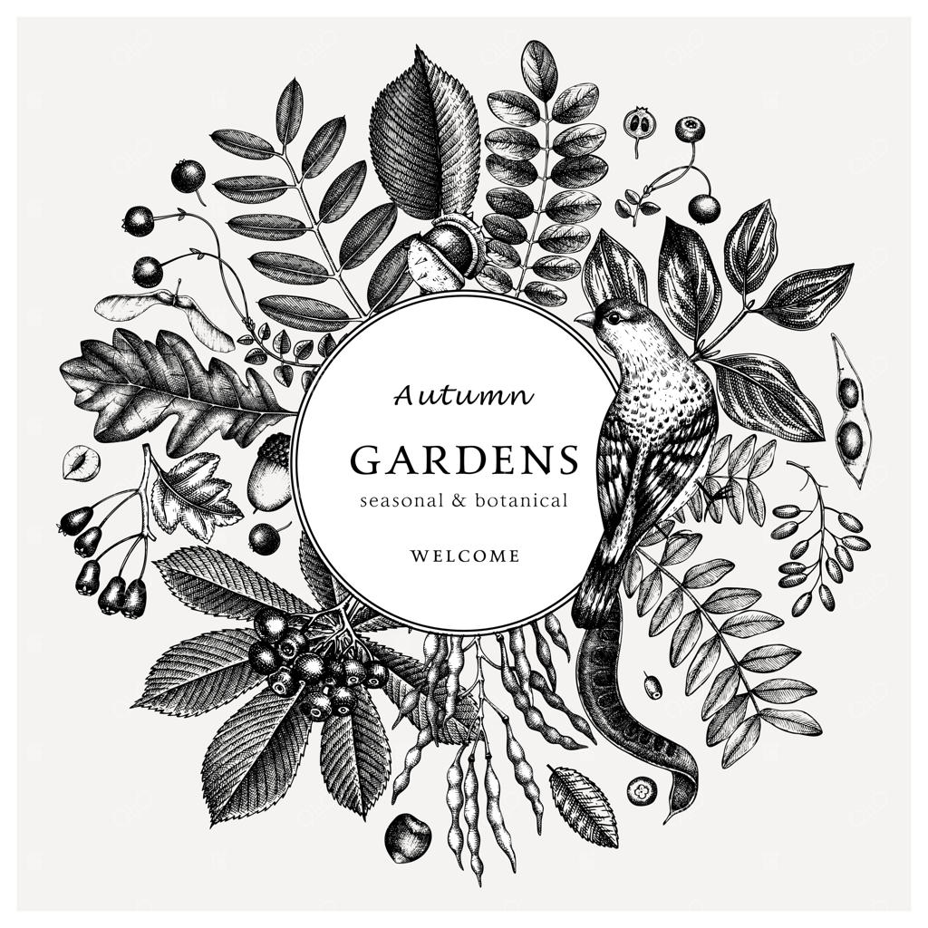 طراحی دستی برگ‌های پاییزی به سبک قدیمی: قالب بوتانیک شیک و مدرن با طرح‌هایی از برگ‌ها، توت‌ها، دانه‌ها و پرندگان. مناسب برای دعوت‌نامه‌ها، کارت‌ها، بروشورها، منوها، برچسب‌ها و بسته‌بندی‌ها.