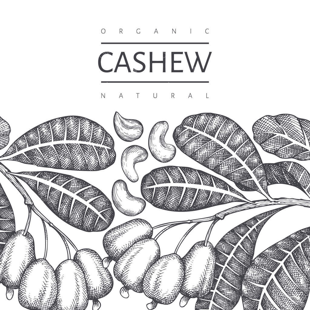 پترن طراحی دستی بادام هندی. تصویرسازی مواد غذایی ارگانیک روی زمینه سفید. پس‌زمینه گیاهی به سبک حکاکی.