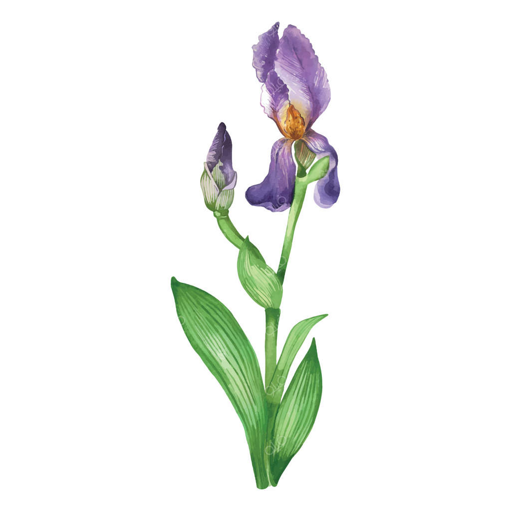 گل زنبق بنفش روشن با غنچه باز نشده، برگ‌ها و ساقه‌های سبز. گل باغچه، نقاشی شده با آبرنگ. مناسب برای چاپ بر روی کارت‌پستال، دعوت‌نامه و بسته‌بندی بذر.