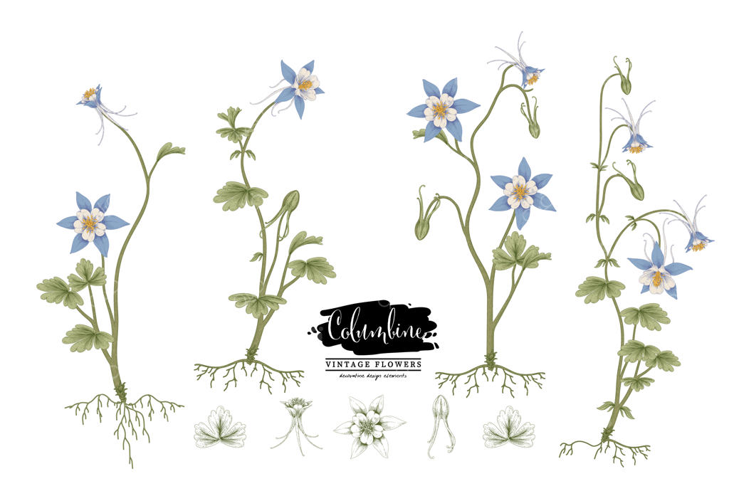 مجموعه طراحی‌های گیاهی و گل‌ها