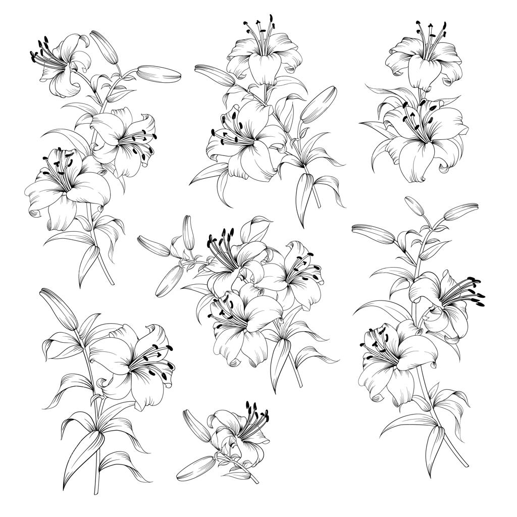 مجموعه‌ای از گل‌های لیلی سفید و سیاه