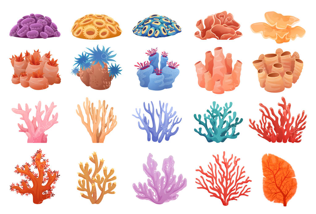 مجموعه‌ای از مرجان‌های رنگارنگ با اشکال متنوع