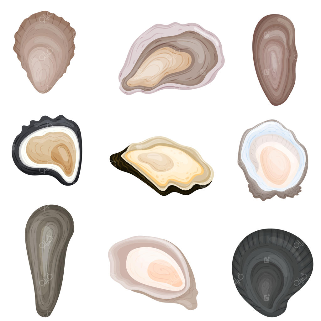مجموعه‌ای از تصاویر صدف‌های تازه در پوسته‌ها.