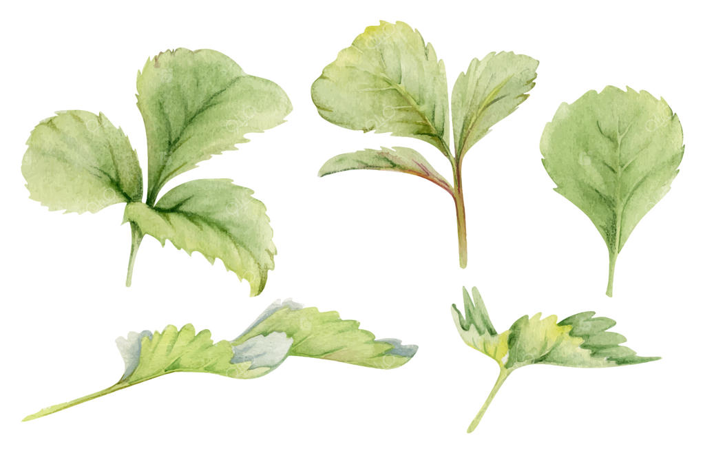 مجموعه زیبای آبرنگی از برگ‌های سبز وکتور حرفه‌ای