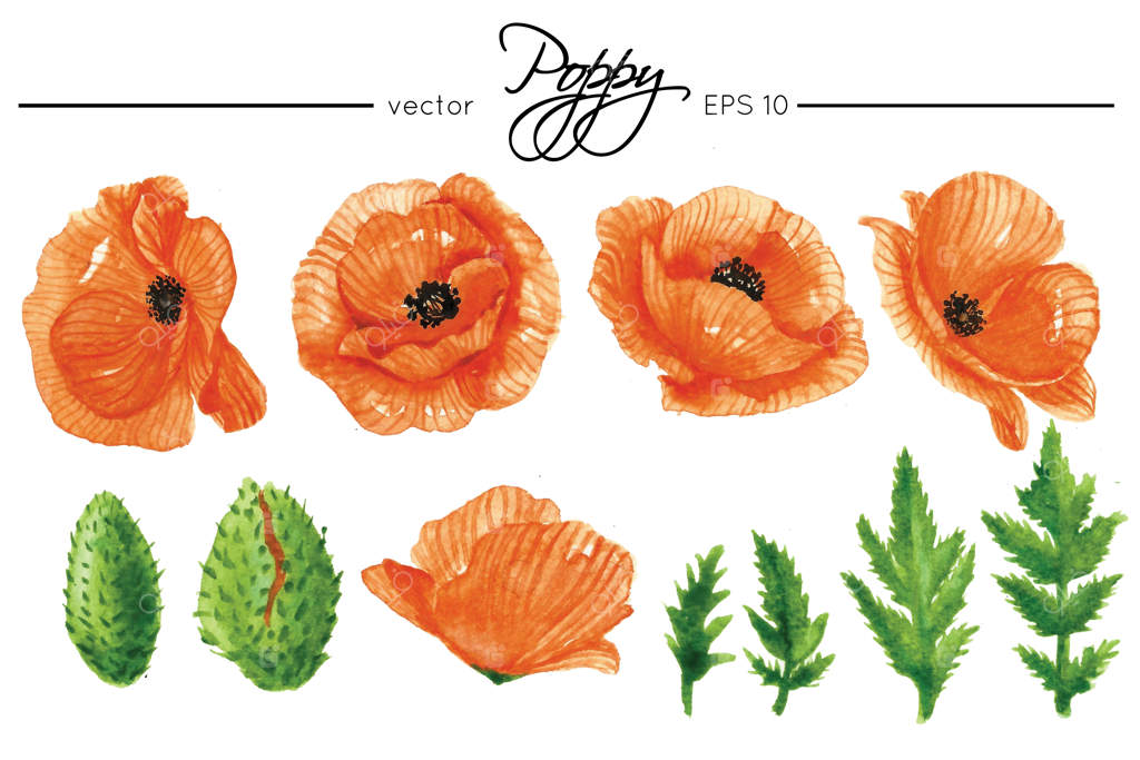 نقاشی گل‌های شقایق