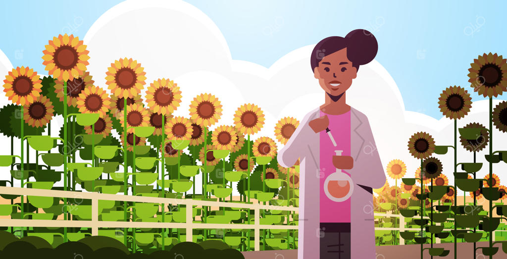 زن دانشمند سیاه‌پوست آمریکایی در حال انجام آزمایش در مزرعه آفتابگردان - پژوهش در علم کشاورزی