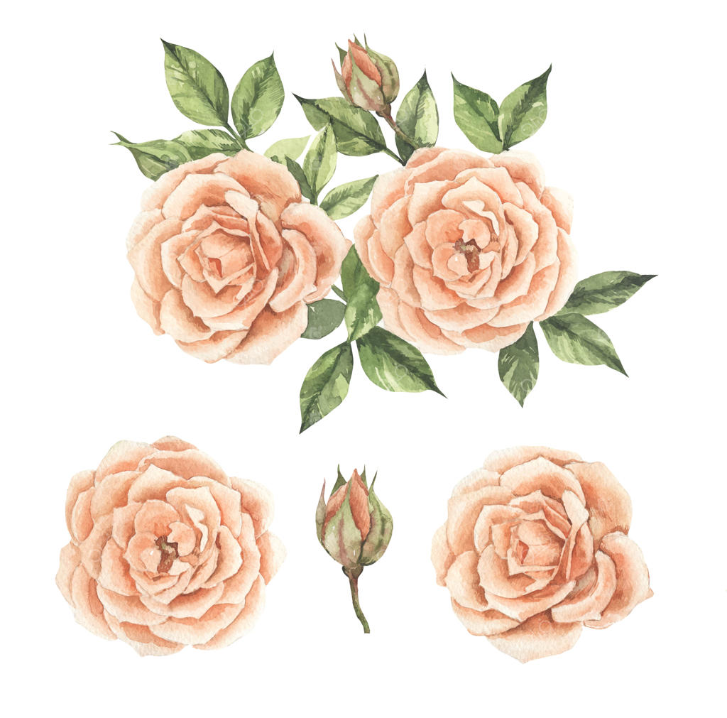 مجموعه گل‌های رز آبرنگی