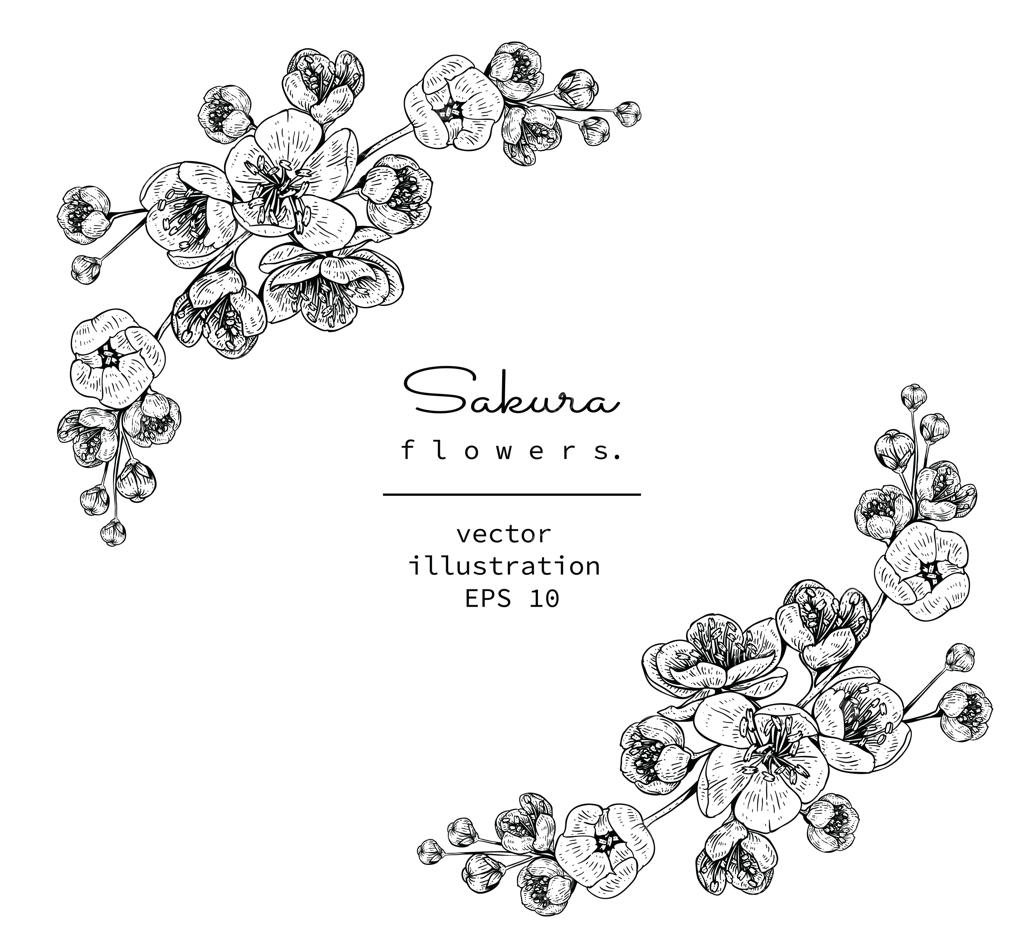 نقاشی‌های گل شکوفه گیلاس ساکورا