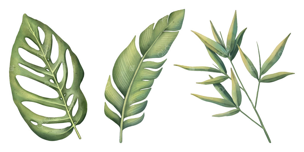 مجموعه گیاهان گرمسیری با پس‌زمینه سفید نقاشی دست‌ آب‌رنگی - برگ‌های نخل تابستانی کلپ‌آرت