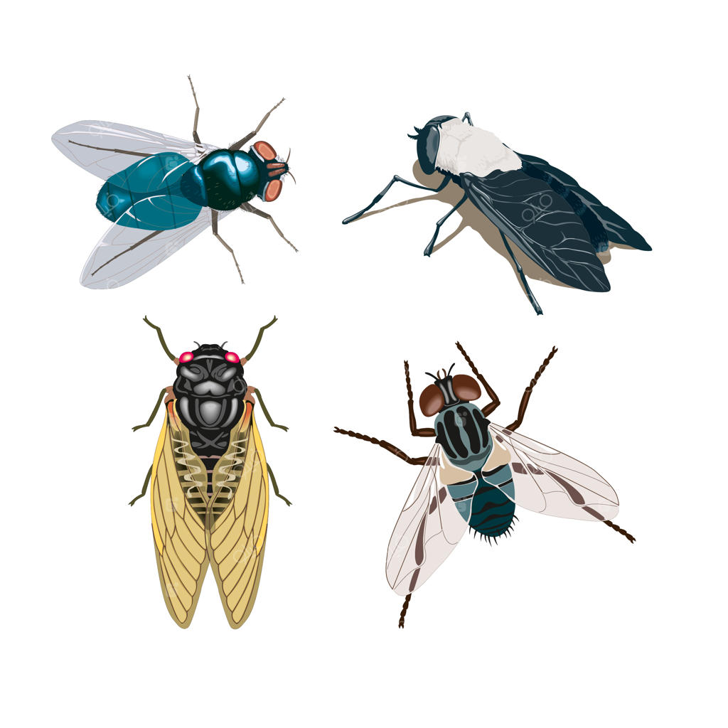 حشرات پرواز می‌کنند