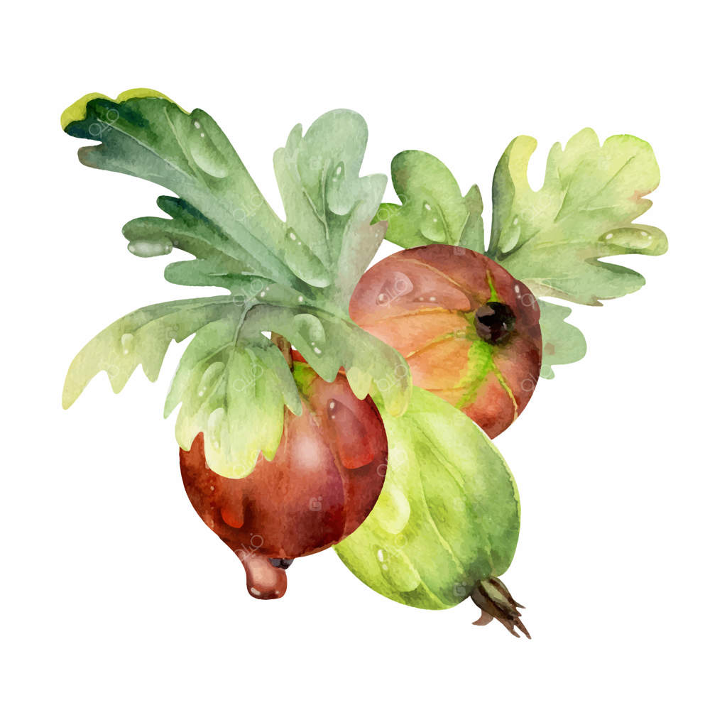 توت‌فرنگی زرشک برگ‌ها در آب با قطرات شبنم، انگور فرنگی باغ رسیده و عسلک و توت سیاه. تصویر بوتانیکال جدا شده، نقاشی شده با دست در آبرنگ. مناسب برای منوی رستوران، کافه، بازار کشاورزان.