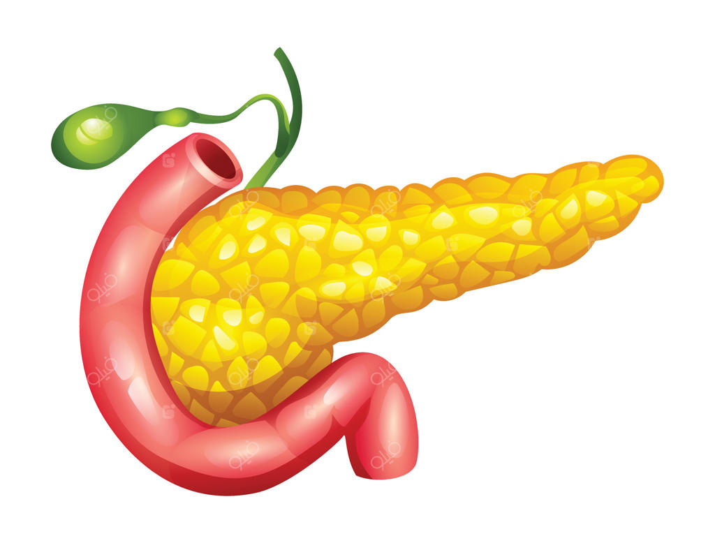 لوزالمعده انسانی به همراه اثنی‌عشر و کیسه صفرا. آناتومی اندام‌های داخلی. تصویر برداری شده و جدا شده بر روی زمینه سفید.