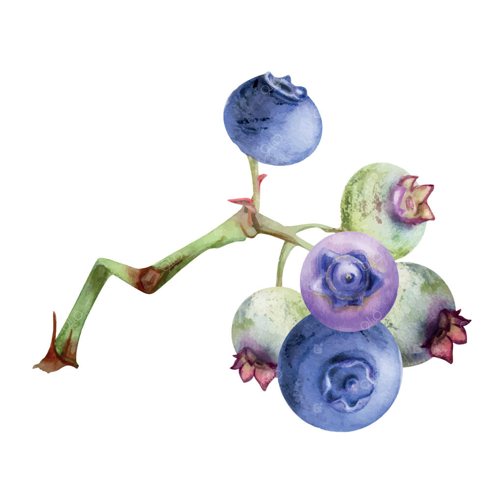 زغال‌اخته و تمشک، نقاشی دست‌کش در آبرنگ، خوشه توت‌های جنگلی رسیده بر شاخه‌ها. تصویر گیاهی جداگانه. منوی رستوران، کافه دسر، بازار کشاورزی، دکوپاژ، کاغذسازی.