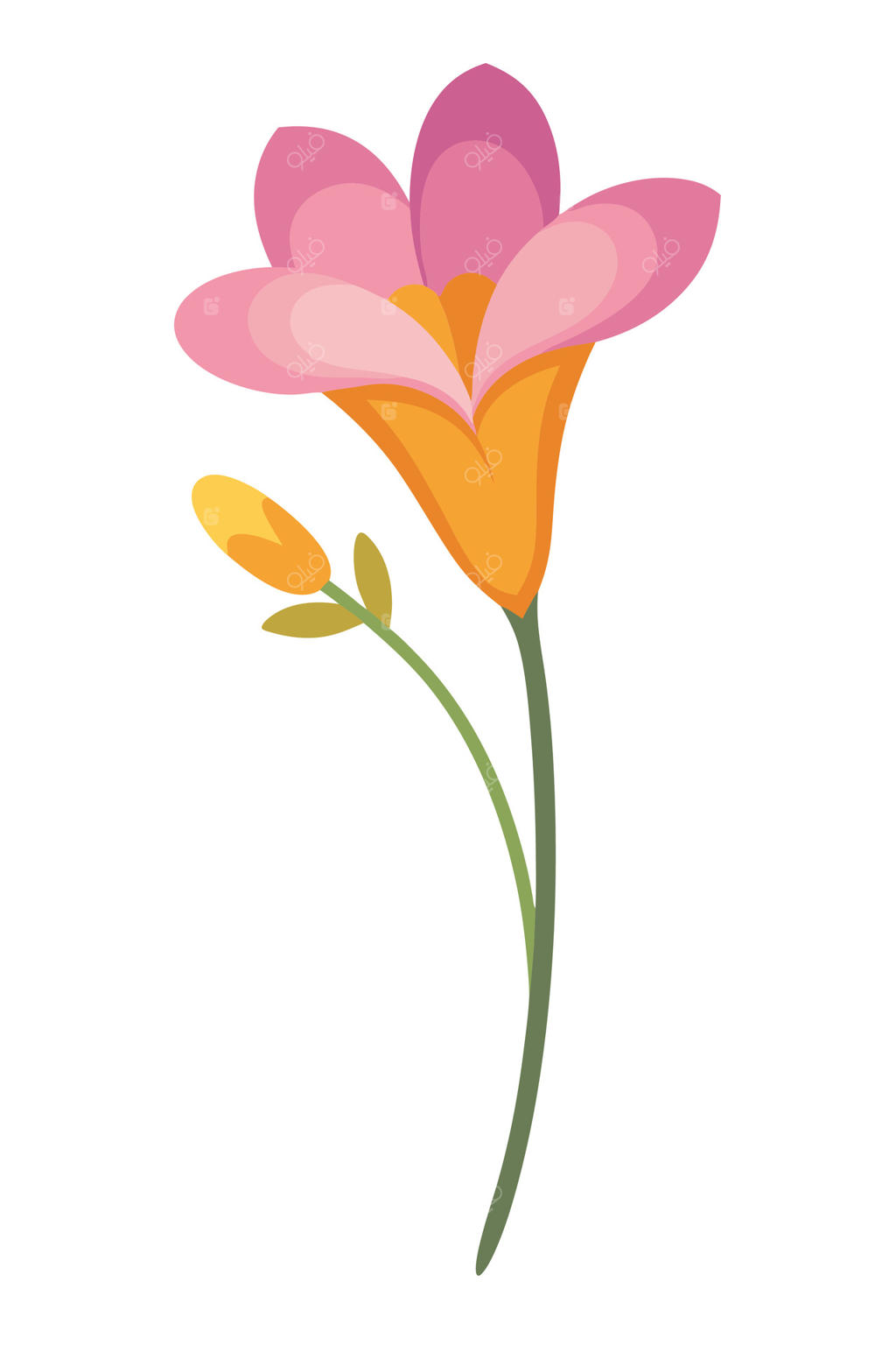 شکوفه ظریف فریزیا صورتی در بهار