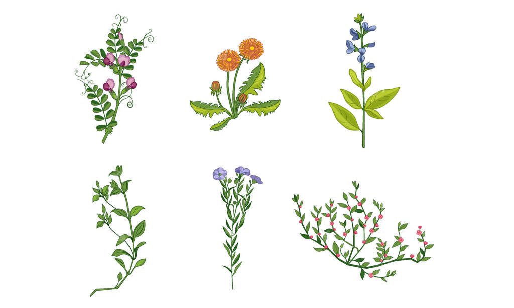 مجموعه گل‌های زیبای باغ در حال شکوفه، عناصر تزئینی طبیعی و گل Illustration