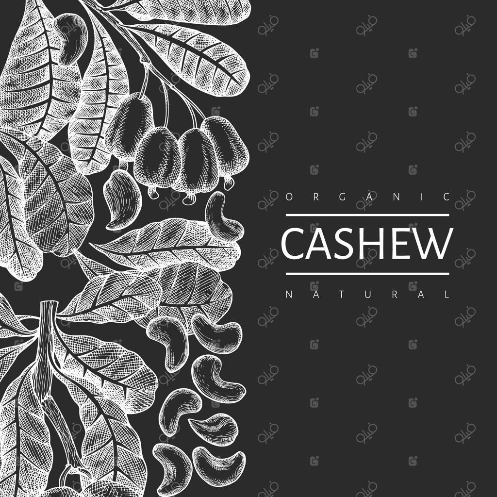 طرح بومی بادام هندی با دست کشیده. تصویرسازی غذای ارگانیک بر روی تخته گچی.