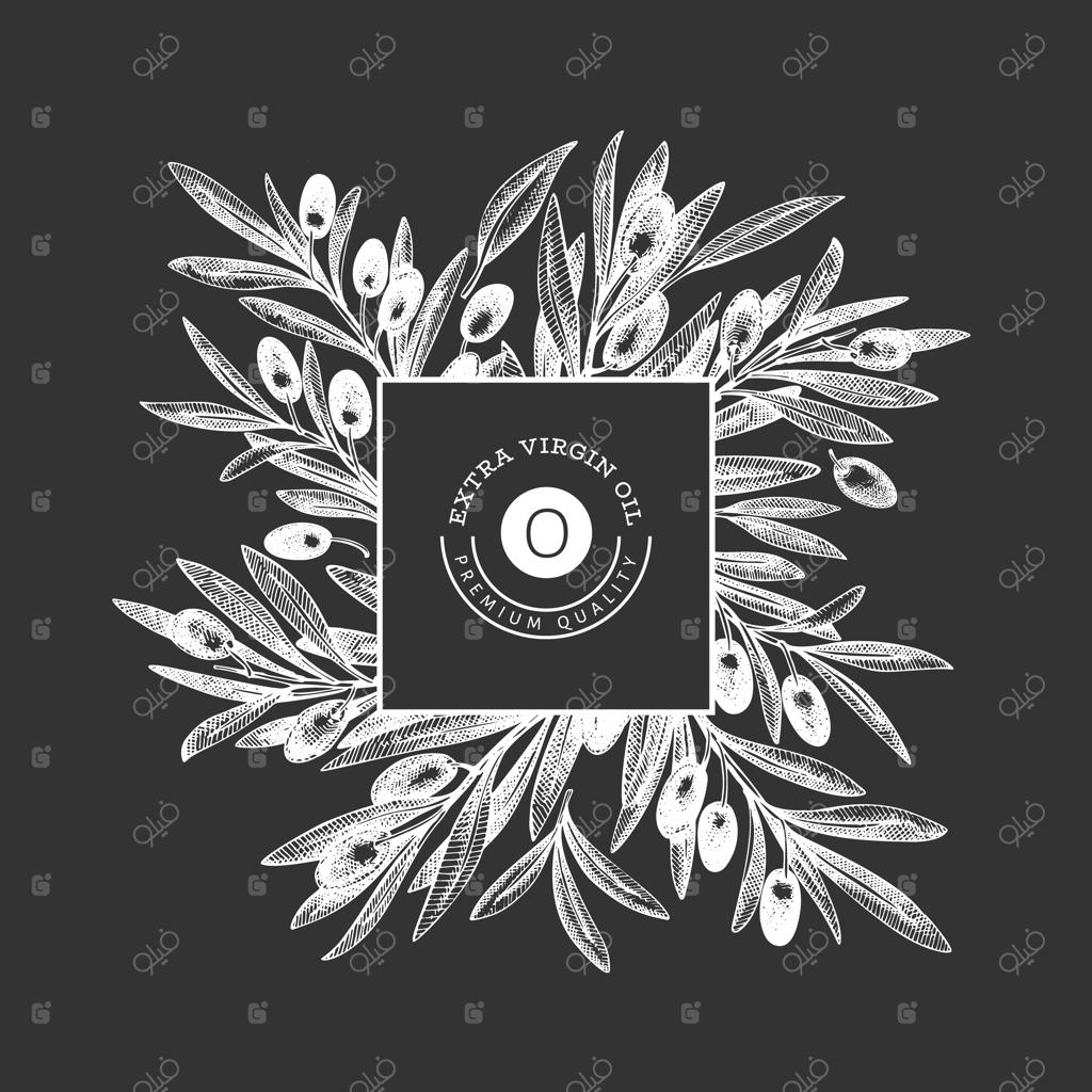 طراحی شاخه زیتون: تصویرسازی غذایی با دست روی تخته سیاه. گیاه مدیترانه‌ای به سبک حکاکی. تصویر گیاهی کلاسیک.