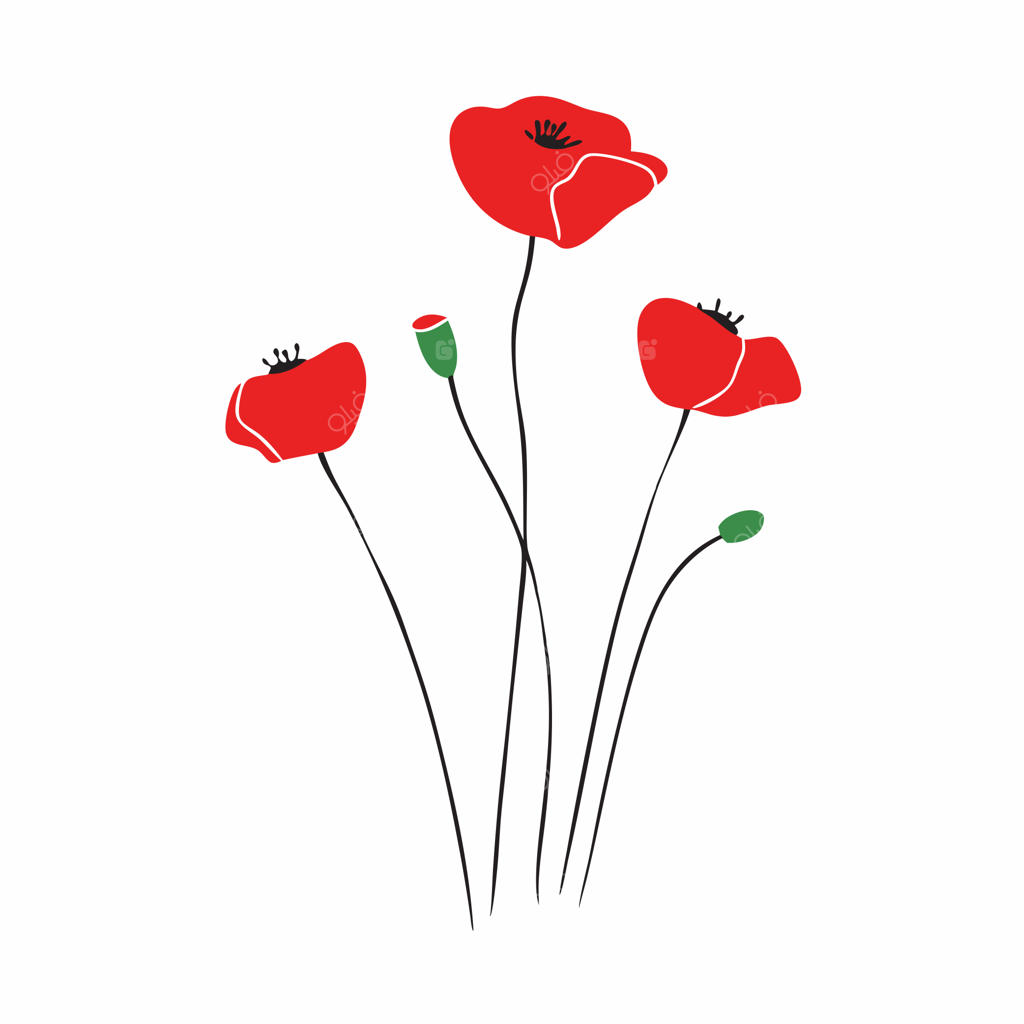 تصویرسازی وکتور تخت گل‌های شقایق سرخ صحرایی، جدا شده در پس‌زمینه سفید