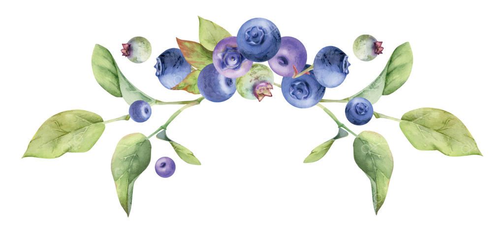 دسته توت سیاه و بلوبری با برگ‌های سبز روی شاخه، نقاشی آبرنگ، میوه جنگلی رسیده. تصویر گیاهی جداگانه برای منوی رستوران، کافه دسر، عروسی، بازار کشاورزان