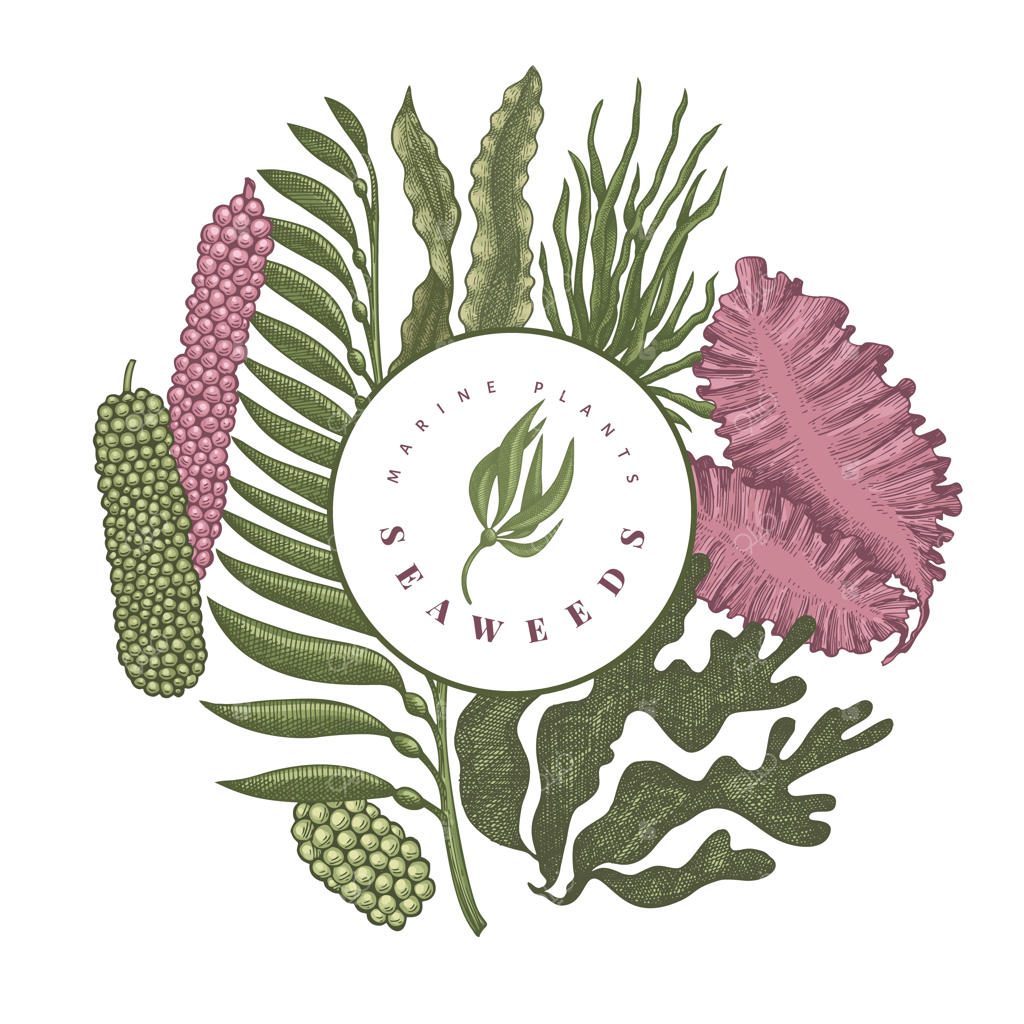 قالب طراحی با رنگ‌های جلبک دریایی