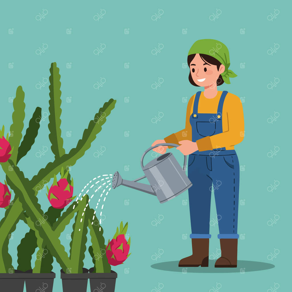 زنی که در باغ به کاکتوس میوه اژدها آب می‌دهد