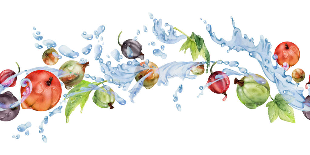 انگورفرنگی در حال پرواز در پاشیدن آب با برگ‌های سبز و قطرات شبنم، نقاشی شده با دست با آبرنگ، توت تابستانی رسیده. بنر یکپارچه و زیبا برای مربای خانگی, لوازم التحریر، و کتاب دستور پخت