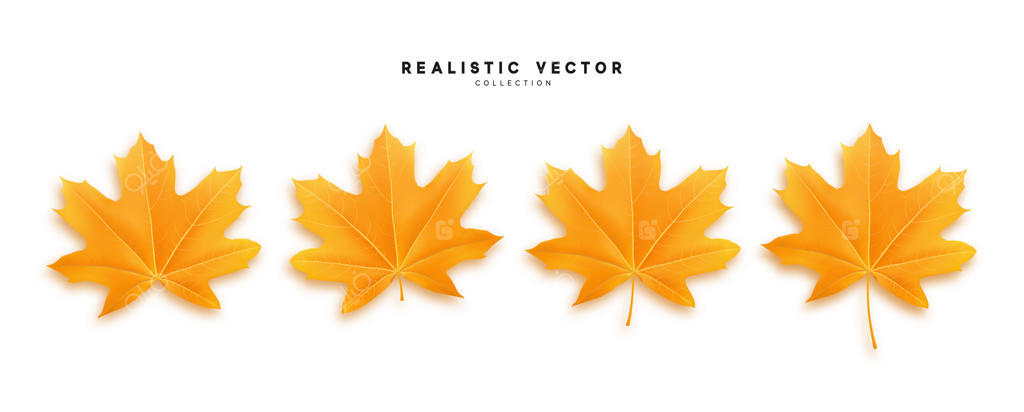 مجموعه‌ای از برگ‌های افرا زرد واقعی - تصویر وکتور