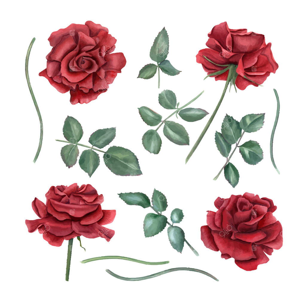 تصویرسازی گل های رز قرمز تیره با ساقه و برگ های سبز. نقاشی آبرنگ از گل های یاقوتی در باغ تابستانی. مجموعه عناصر دکوراتیو برای چیدمان تولد و کارت های تبریک