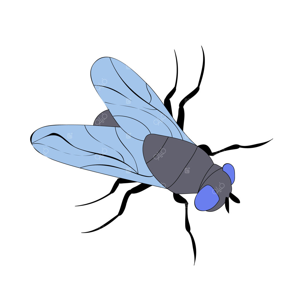 تنها، حشره، مگس