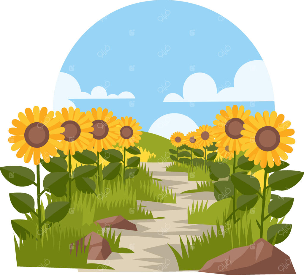 تصویر راهرو باغ گل آفتابگردان زیر آسمان آبی