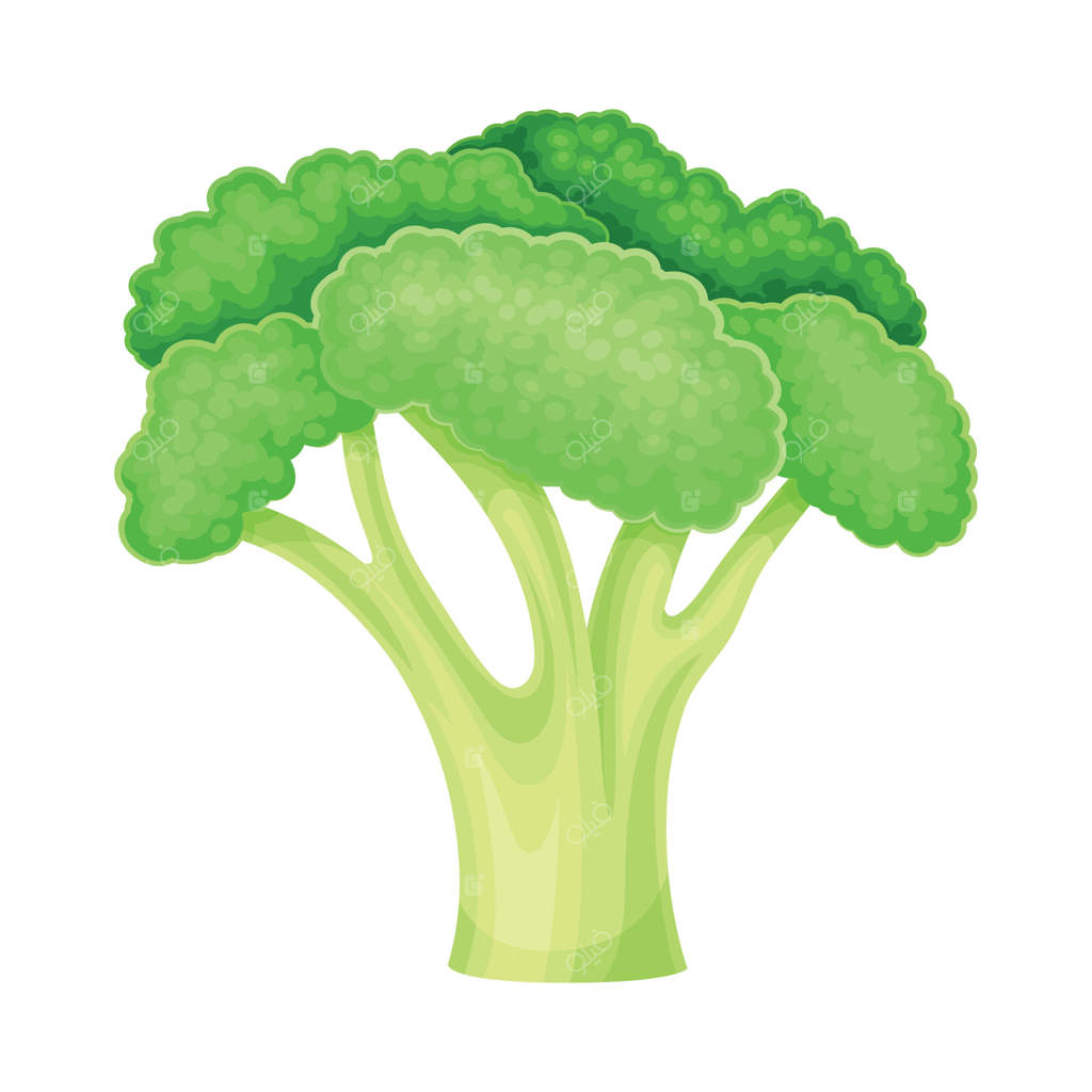 تصویر نزدیک از کلم بروکلی سبز رسیده - غذای سالم و محصولی برای باغچه