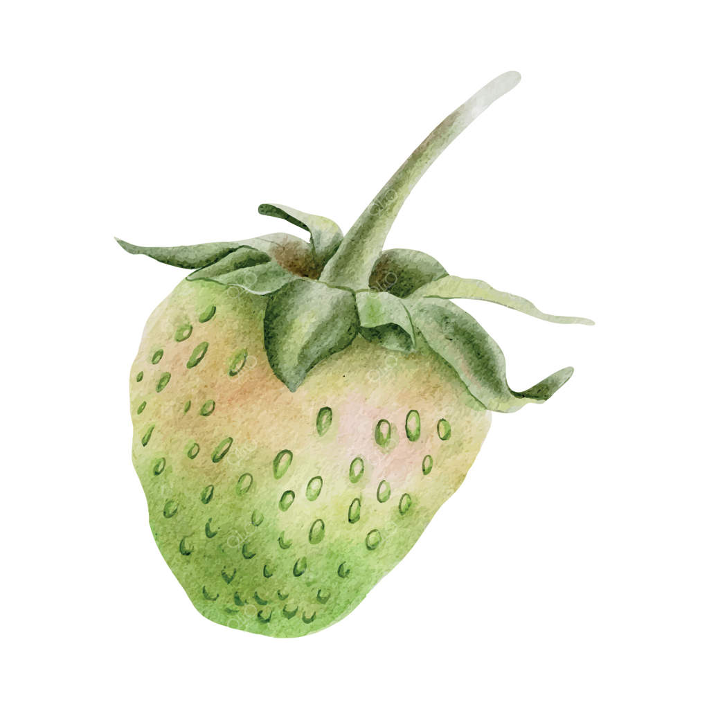 رسیدن توت‌فرنگی سبز با دمگل. تصویر آبرنگ دستی و مجزا. عنصر گیاهی برای باغبانان، بسته‌بندی و محصولات آرایشی