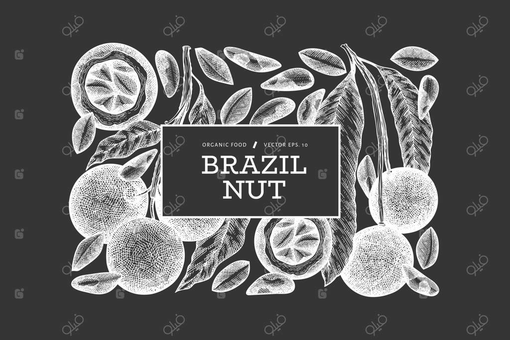 پترن برچسب دست‌کشیده شاخه و مغز آجیل برزیلی.